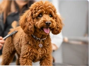 Grooming tips